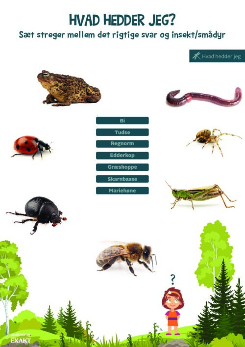 Forbind dyr og navn - Insekter og smådyr 1