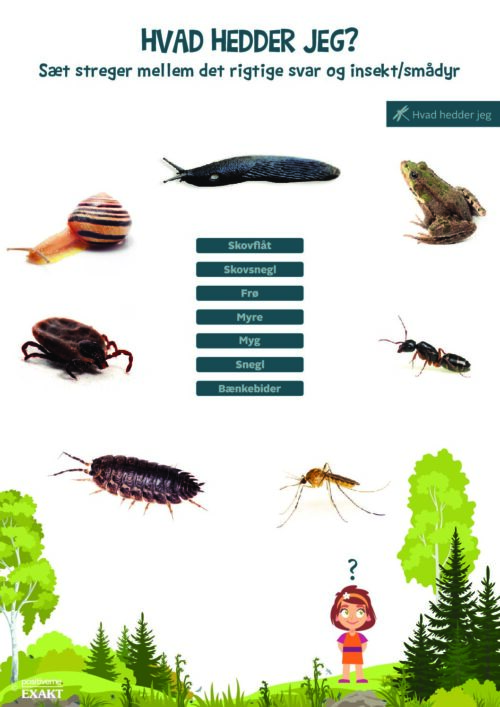 Forbind dyr og navn - Insekter og smådyr 2
