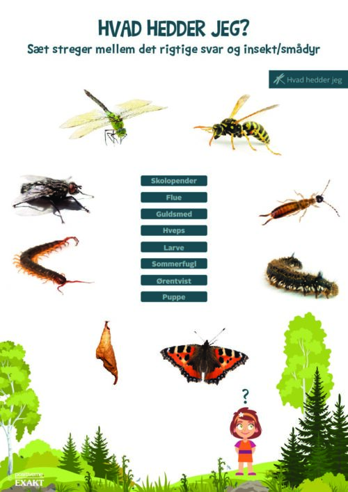 Forbind dyr og navn - Insekter og smådyr 3