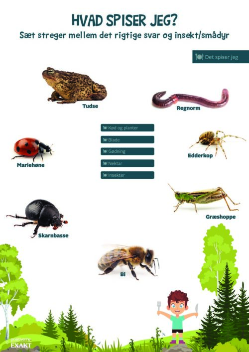 Forbind dyr og føde - Insekter og smådyr 1