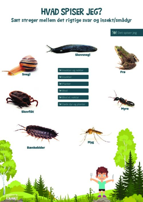 Forbind dyr og føde - Insekter og smådyr 2