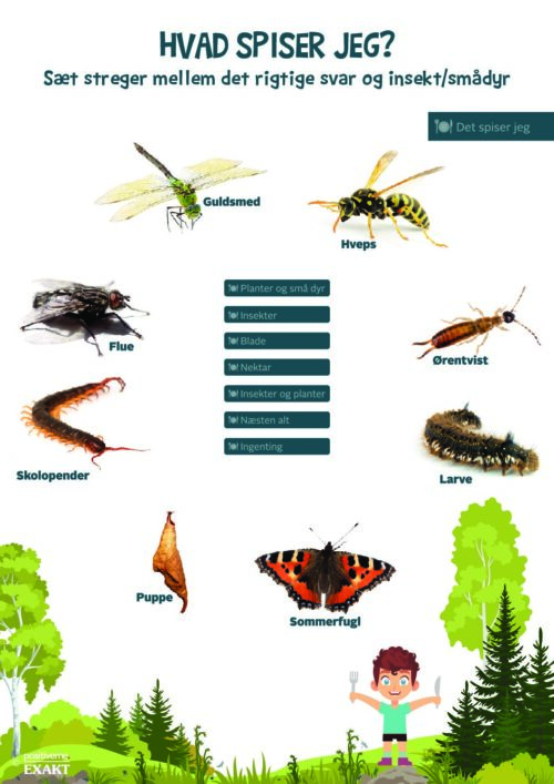 Forbind dyr og føde - Insekter og smådyr 3