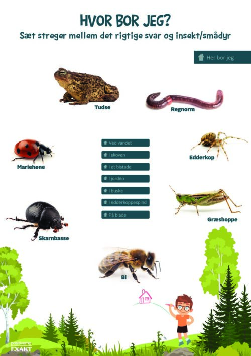 Forbind dyr og bo - Insekter og smådyr 1