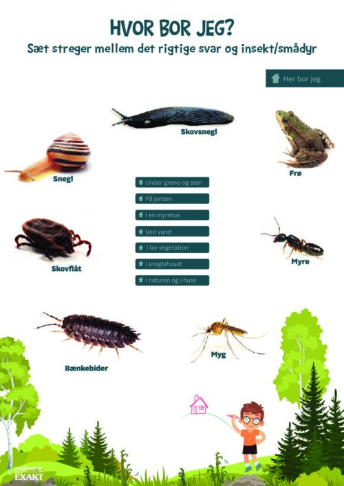 Forbind dyr og bo - Insekter og smådyr 2