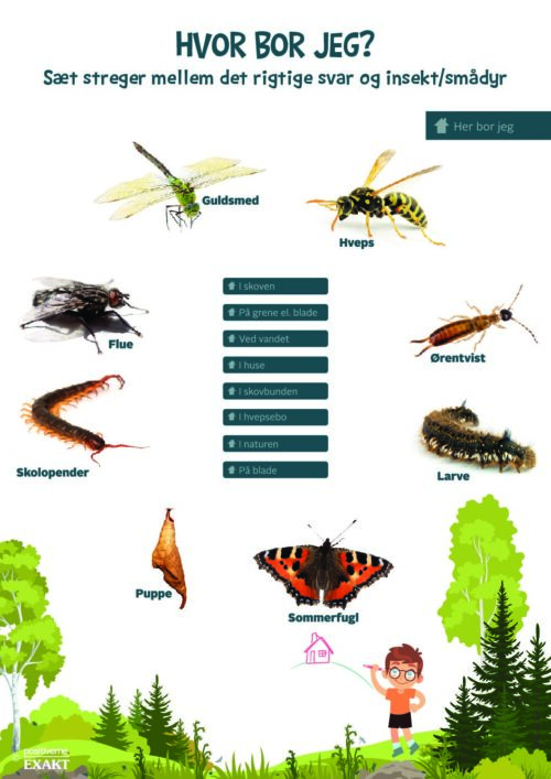 Forbind dyr og bo - Insekter og smådyr 3